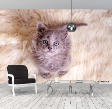 Bild på Pet animal cute kitten gray cat indoor